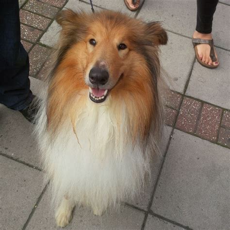 Jamie 3 Year Old Male Rough Collie Available For Adoption
