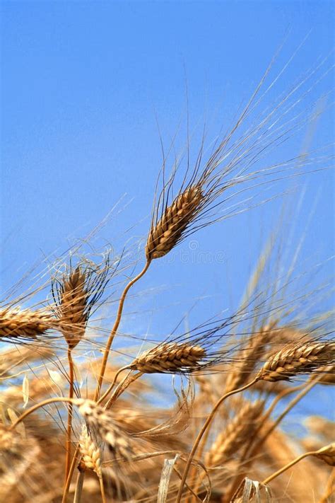 Detail Of Golden Wheat In A Field And Blue Sky On Background Stock