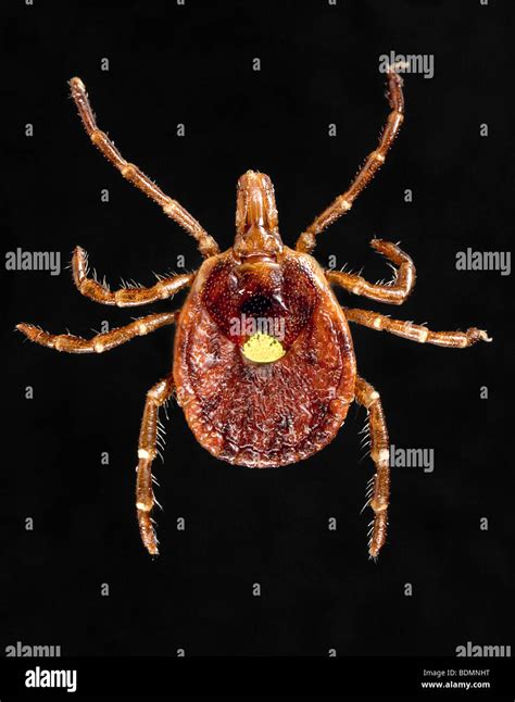 Female Lone Star Tick Amblyomma Americanum Stock Photo Alamy
