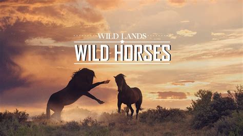 ‘wild Land Wild Horses Selected For 2020 Wildlife Conservation Film