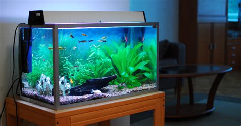 The 6 Best Fish Tanks For Beginners Small Fish Tank Reviews