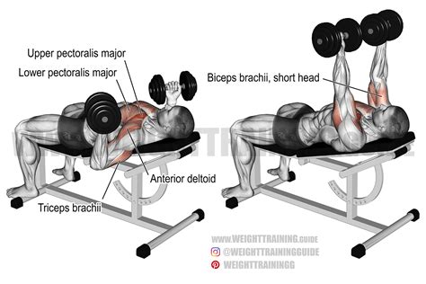 Incline Reverse Grip Dumbbell Bench Press Exercise Instructions And Video