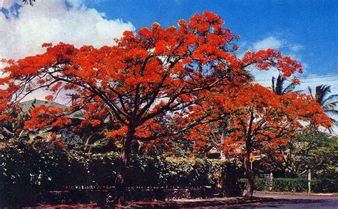 Flamboyant Tree Trinidad Trinidad And Tobago Trinidad Tobago