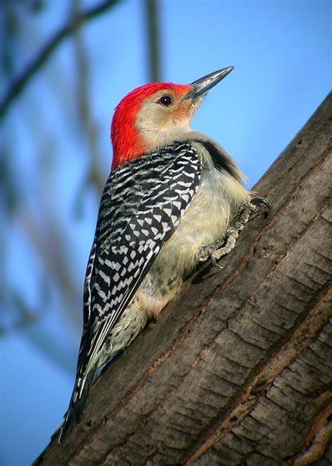 Maybe you would like to learn more about one of these? Red-bellied Woodpecker | Pet birds, Bird, Winter bird