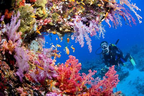 Hd Sports Scuba Diving Ocean Sea Underwater Coral Reef