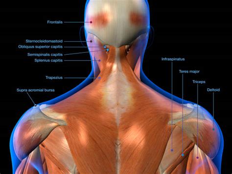 Cervical spine anatomy is quite complex. Best Muscle Anatomy With Labels Stock Photos, Pictures ...