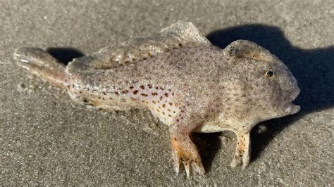 Critically Endangered Spotted Handfish Photographed In Tasmania