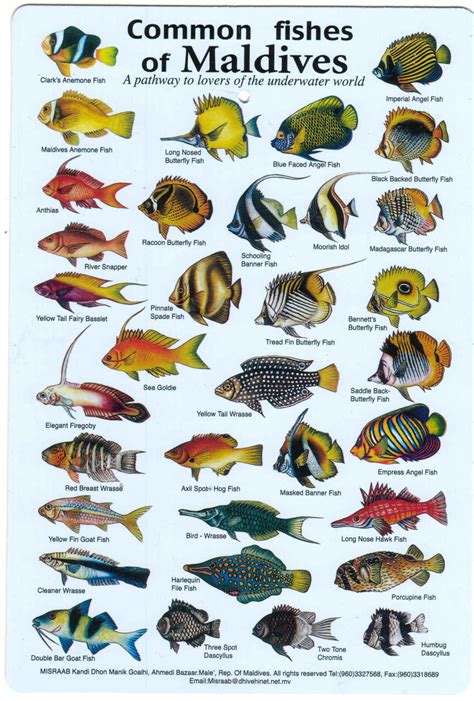 Fishes Of The Maldives Identification Chart Water Resistant Double