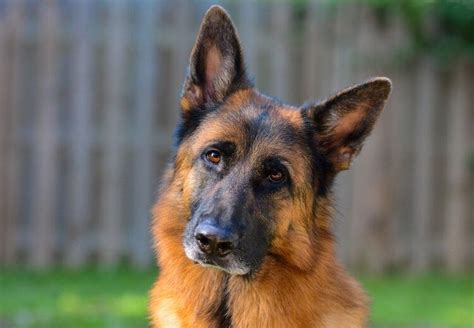 German Shepherd Colors A Complete List Of All 13 Recognized Coat