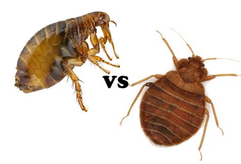 How To Tell Fleas Vs Bed Bugs
