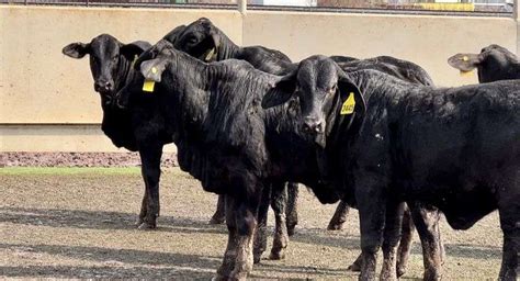 Black Brahman Cross Jandj Cattle Co