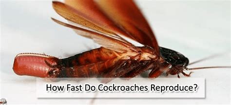 How Fast Do Cockroaches Reproduce Reproductive Cycle