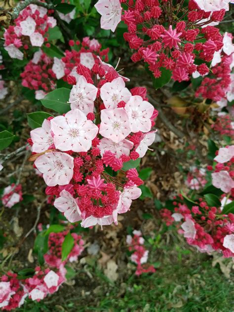 Here In Connecticut The Mountain Laurel Is Blooming And By Gum Its