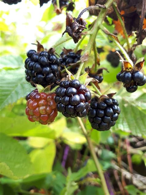 Blackberry Hardy Black V G Tolab Berry Seedlings Nursery