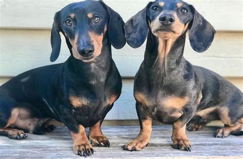 Hi welcome to my beautiful litter of dachshunds here is my amazing litter of rainbow dachshunds. Available Dachshund Puppies | Dog Puppies