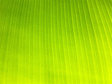 Banana Leaf Texture Background 2139025 Stock Photo At Vecteezy