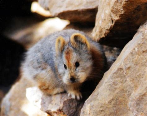 The Ili Pika Spotted For The First Time In 20 Years Lifegate