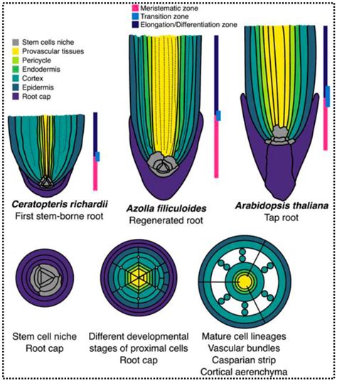 Plantae Development And Cell Cycle Dynamics Of The Root Apical