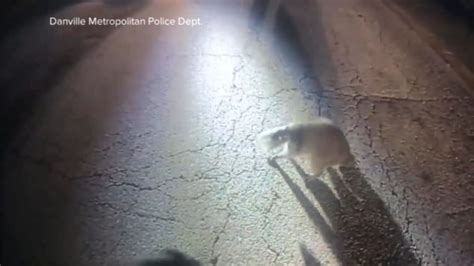 Danville Indiana Police Officer Assists A Raccoon Who Needed Help Virily