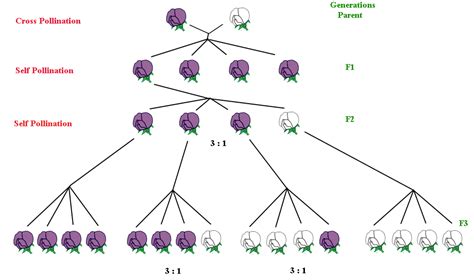 What Did Gregor Mendel Study Pea Plants