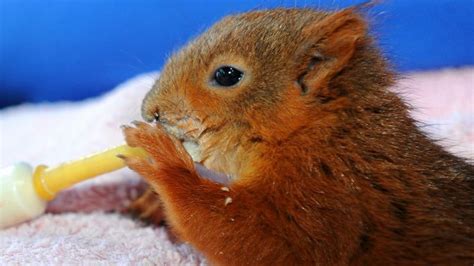 Baby Squirrels Rescued From Hurricane Katia Bbc Newsround