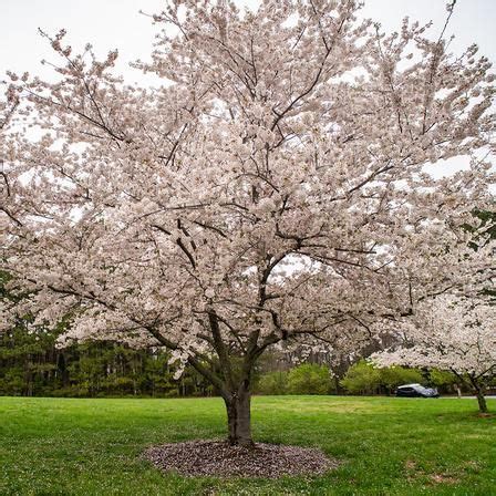 Keep in mind that p. Yoshino Cherry Tree | Yoshino cherry tree, Flowering ...