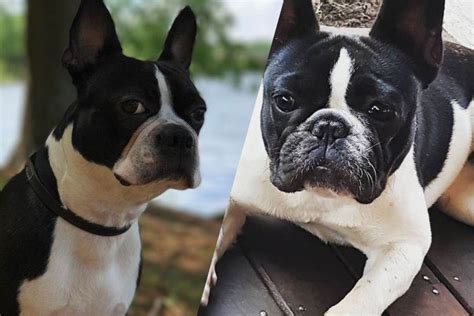 Difference Between Boston Terrier And French Bulldog