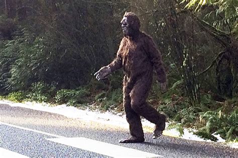 Bigfoot Sightings Abound On Whidbey