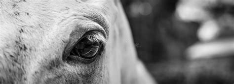 Close Up Of A Horse S Eye Stock Image Image Of Wildlife 88381263
