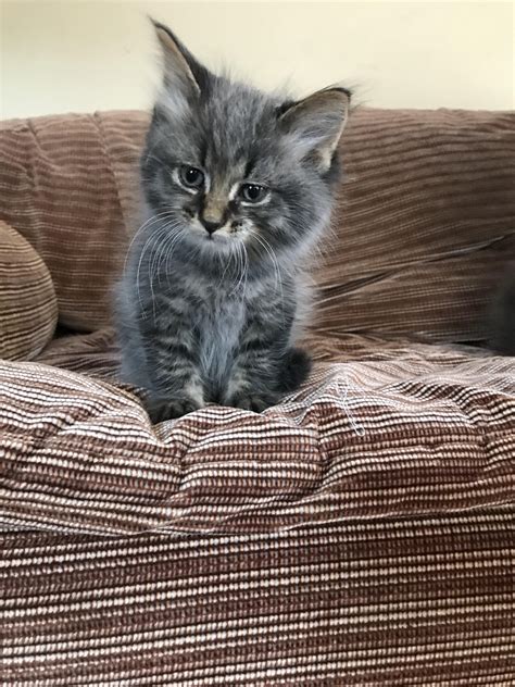 Learn all you need to know right here. I think my mom got a pixiebob! (Bobcat/domestic cat mix ...