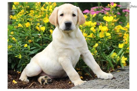 Labrador Retriever Puppy For Sale Near Lancaster Pennsylvania