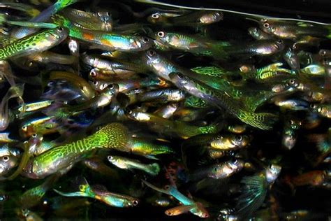 It might take a few times to dial in the amount when you are just starting out. How to Breed Guppies - Totorus
