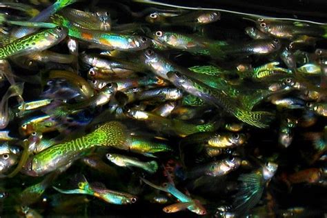 Are you interested in knowing how to selectively breed guppies? How to Breed Guppies - Totorus