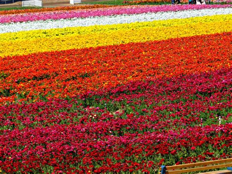 Lisateavet flowers forever kohta leiate veebisaidilt www.flowersforever.net. The Flower Fields at Carlsbad Ranch - Full Bloom 3/2019