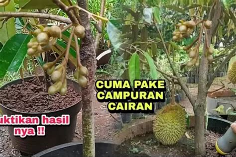 Tak Punya Lahan Cukup Tanam Pohon Durian Dalam Pot Begini Caranya
