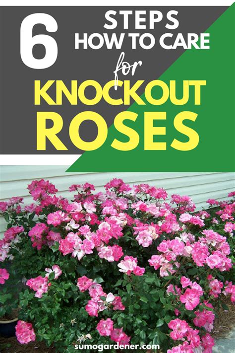 Knockout Roses Care Knockout Roses Pruning Knockout Roses Gardening