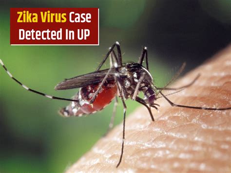 1st Zika Virus Case Of Up Recorded In Kanpur Iaf Officer Infected