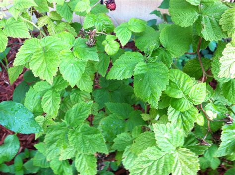 Catawba River District Voices: Raspberry Leaf: the Women's Herb