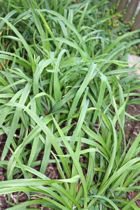 Gatsbys Gardens: And Cut Some More!