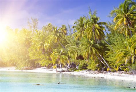 The Tropical Island With Palm Trees In The Sea Stock Photo Image Of