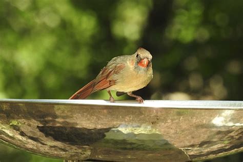 Summer Birds Bird Watching And Feeding Tips Birdseed And Binoculars