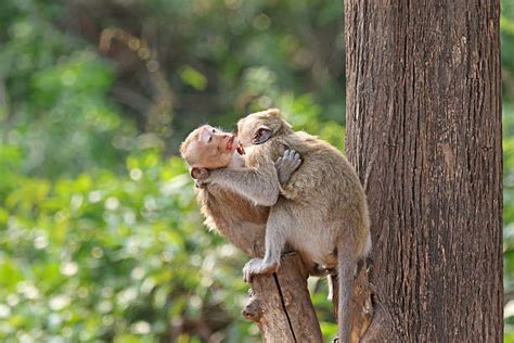 Royalty Free Two Monkeys Pictures Images And Stock Photos Istock