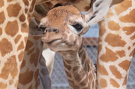 2 Baby Giraffes Born Within Days At Zoo Miami