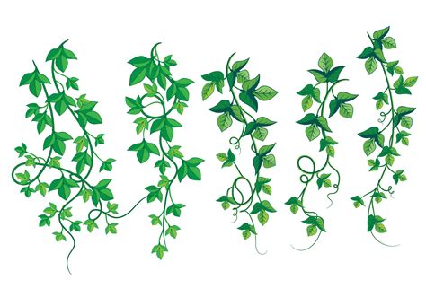 Illustration Of Wild Growing Poison Ivy 157869 Vector Art At Vecteezy