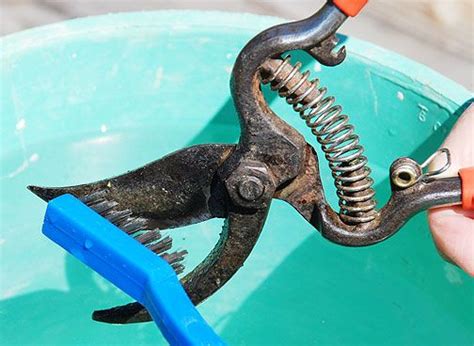 Maybe you would like to learn more about one of these? Pruning Shears - Sharpen and Clean | Pruning shears, Prune ...