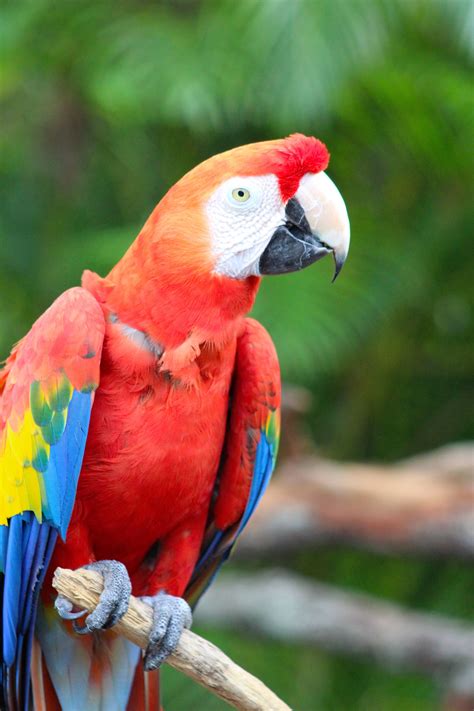 Free Images Bird Beak Fauna Lorikeet Macaw Vertebrate Parrot