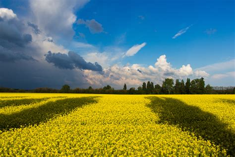 Yellow Flower Fields In Ukraine Image Free Stock Photo Public