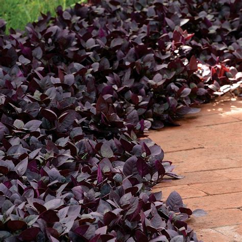 Purple Heart Plant Types Of Shrubs Rock Garden Landscaping