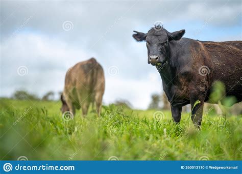 Sustainable Agriculture Cow Farm In A Field Beef Cows In A Field