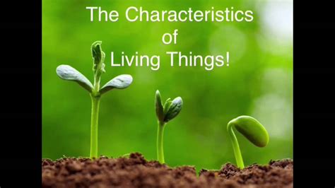Respiration is the release of energy from food substances in all living cells. The characteristics of living things; song cover: Shots by ...